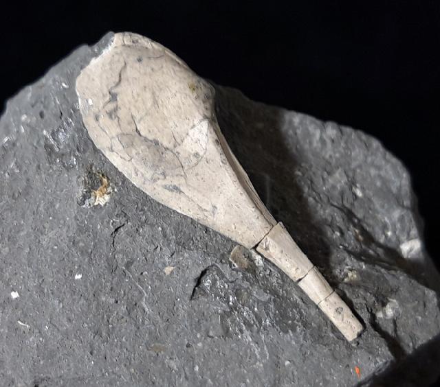 Nuculana complanata (SOWERBY 1807) - Bild © FossNet FossilienStore